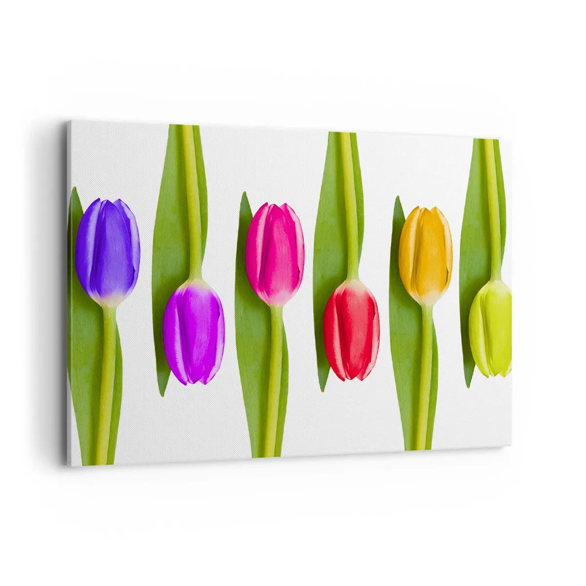 Bild auf Leinwand - Leinwandbild - Bunte Tulpen in einer Reihe auf weißem Hintergrund angeordnet - 100x70cm - Regenbogenkomposition - Moderne Wanddekoration für Wohnzimmer und Schlafzimmer ARTTOR