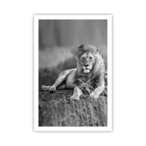 Poster - Königliche Siesta - 61x91 cm