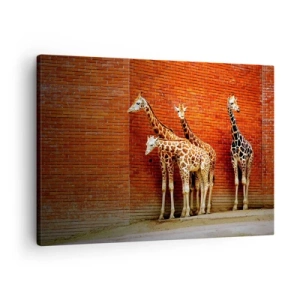Bild auf Leinwand - Leinwandbild - Vier Giraffen vor einer Ziegelwand in künstlerischer Umgebung - 70x50cm - Sehen Sie Akazien? - Moderne Wanddekoration für Wohnzimmer und Schlafzimmer ARTTOR