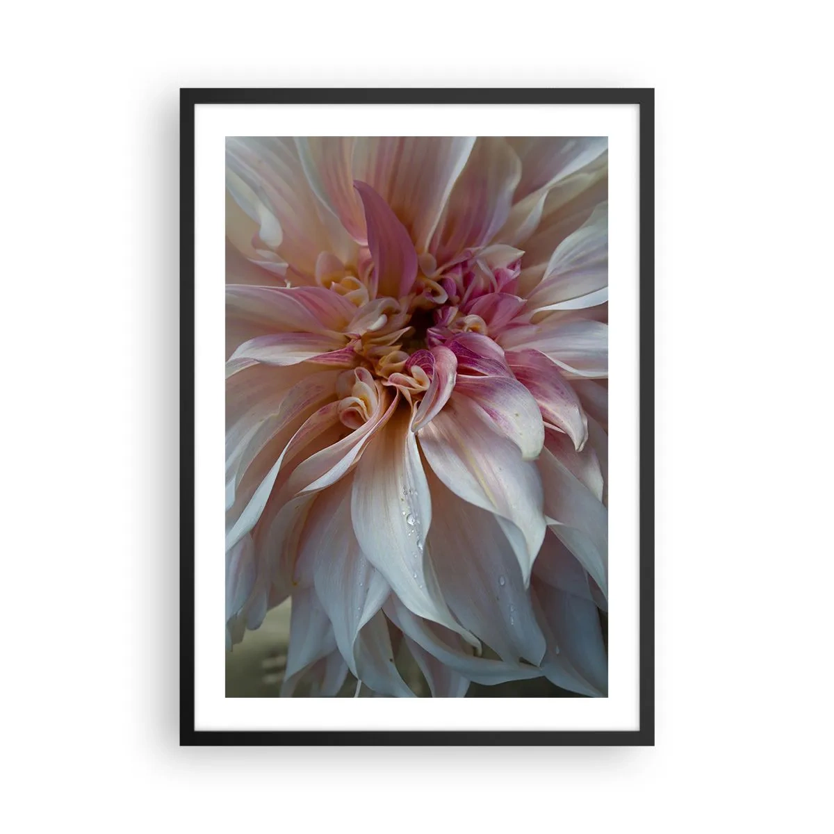Poster in einem schwarzem Rahmen - Nahaufnahme von zarten Blütenblättern in Pastellfarben - 50x70cm - Blühende Frische - Moderne Wanddekoration für Wohnzimmer und Schlafzimmer ARTTOR