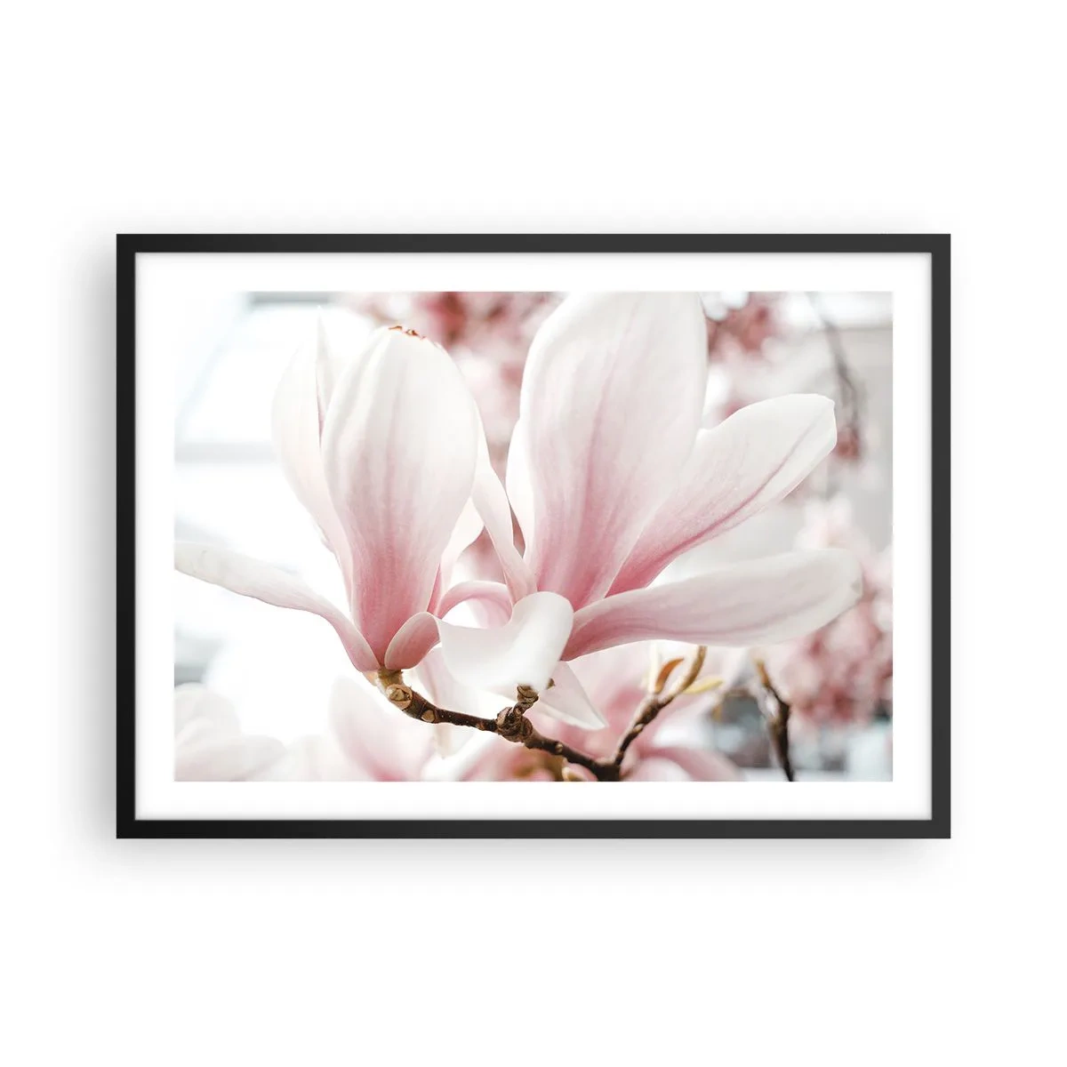 Poster in einem schwarzem Rahmen - Zarte Magnolienblüten in Pastelltönen - 70x50cm - Eine Fülle von Zärtlichkeit - Moderne Wanddekoration für Wohnzimmer und Schlafzimmer ARTTOR