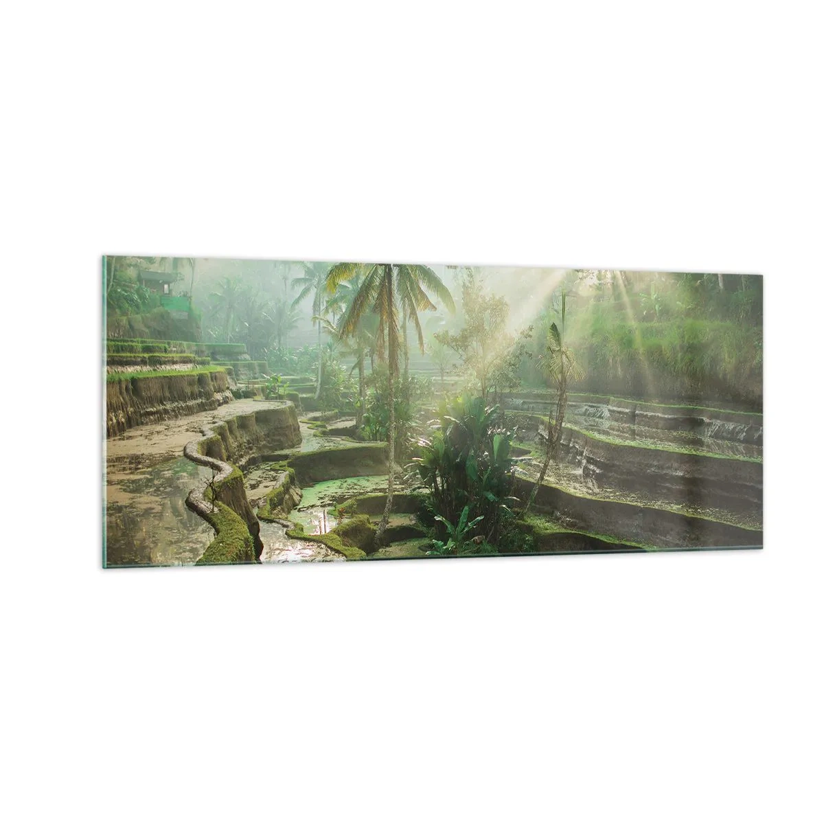 Glasbild - Bild auf glas - In der Sonne aufwachsen - 100x40 cm