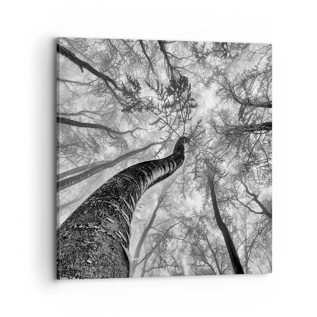 Bild auf Leinwand - Leinwandbild - Rennen zum Licht - 70x70 cm