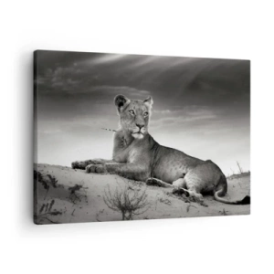 Bild auf Leinwand - Leinwandbild - Schwarz-Weiß-Porträt einer Löwin in der Savanne - 70x50cm - Die Königin der Wüstenruhe - Moderne Wanddekoration für Wohnzimmer und Schlafzimmer ARTTOR