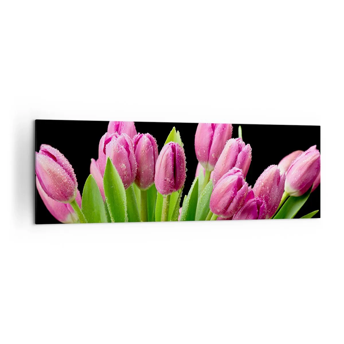 Bild auf Leinwand - Leinwandbild - Rosa Tulpen mit Tautropfen auf schwarzem Hintergrund - 160x50cm - Lila Frühlingsfreude - Moderne Wanddekoration für Wohnzimmer und Schlafzimmer ARTTOR
