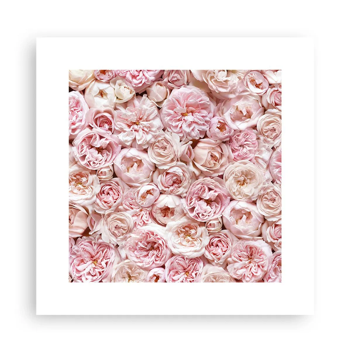 Poster - Auf Rosen gebettet - 30x30 cm
