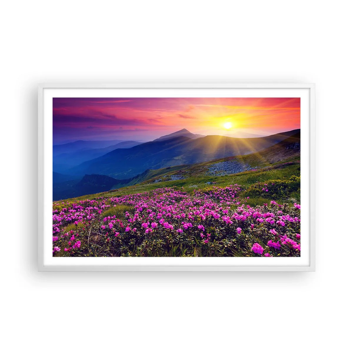 Poster in einem weißen Rahmen - … Und drumherum duftet es nach Latschenkiefer und dem Duft von Kräutern - 91x61 cm