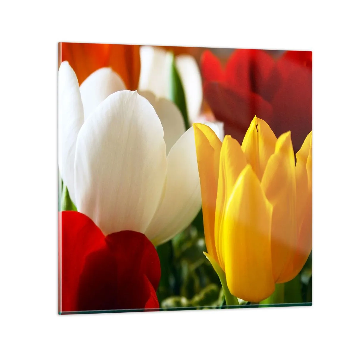 Glasbild - Bild auf glas - Tulpenfieber - 50x50 cm