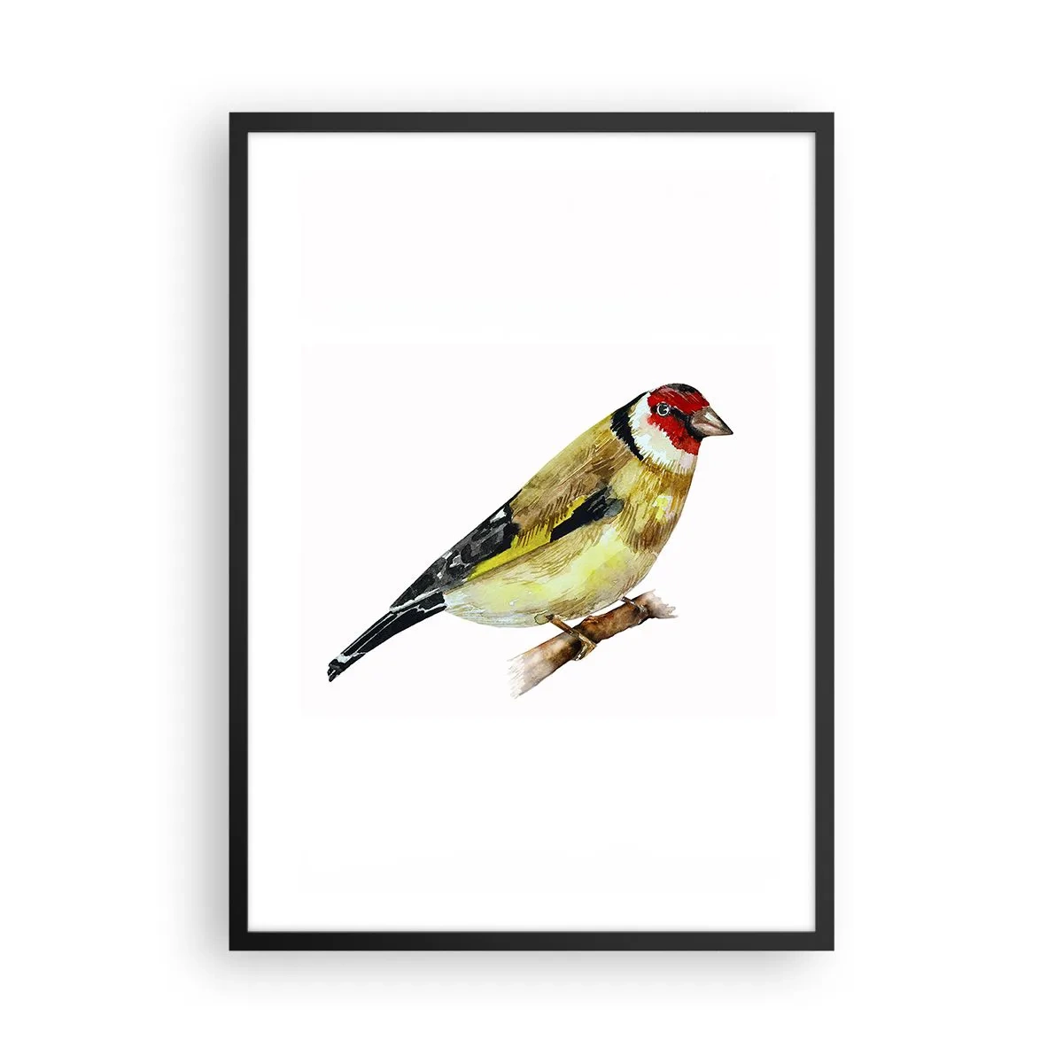 Poster in einem schwarzem Rahmen - Stieglitz auf einem Ast im Aquarellstil - 50x70cm - Vogelporträt - Moderne Wanddekoration für Wohnzimmer und Schlafzimmer ARTTOR