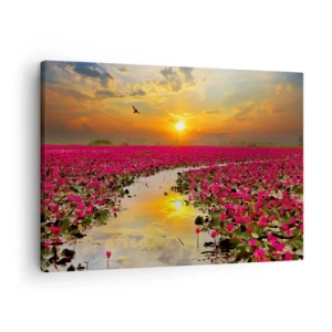 Bild auf Leinwand - Leinwandbild - Ein Feld mit rosa Seerosen bei Sonnenuntergang - 70x50cm - Das geheime Leben des Sees - Moderne Wanddekoration für Wohnzimmer und Schlafzimmer ARTTOR