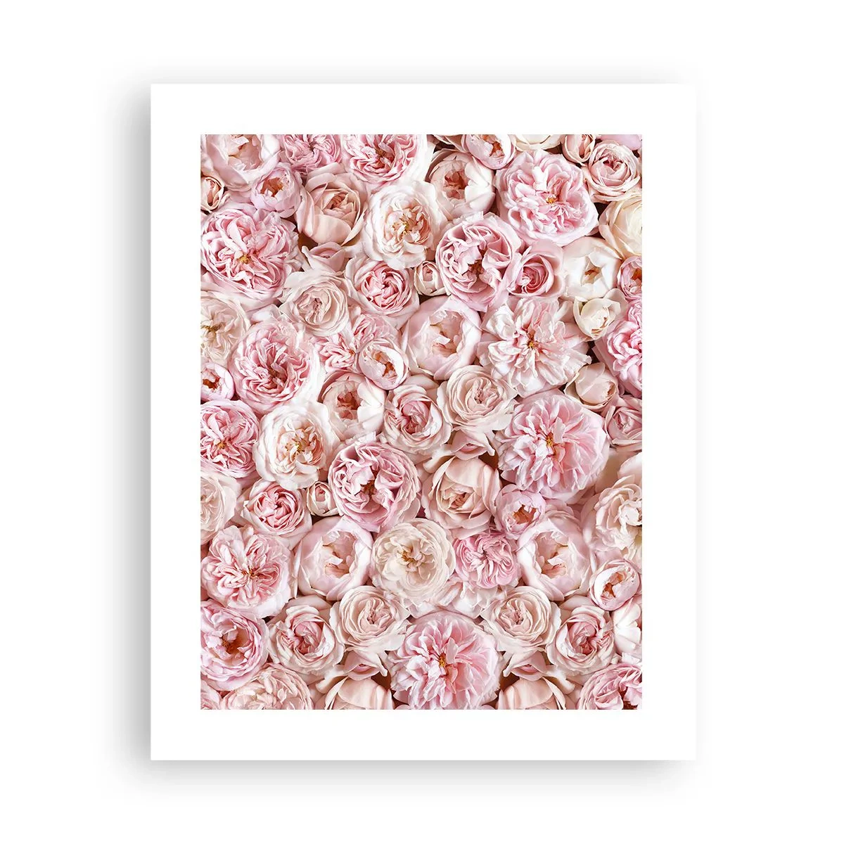 Poster - Auf Rosen gebettet - 40x50 cm