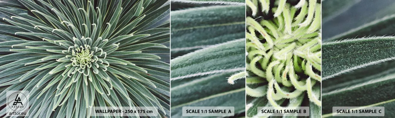 Fototapeten Muster Selbstklebend Deluxe Sticker - Ein Star ist geboren - Agavenblüte, Agave, Blumen - 100x30 cm