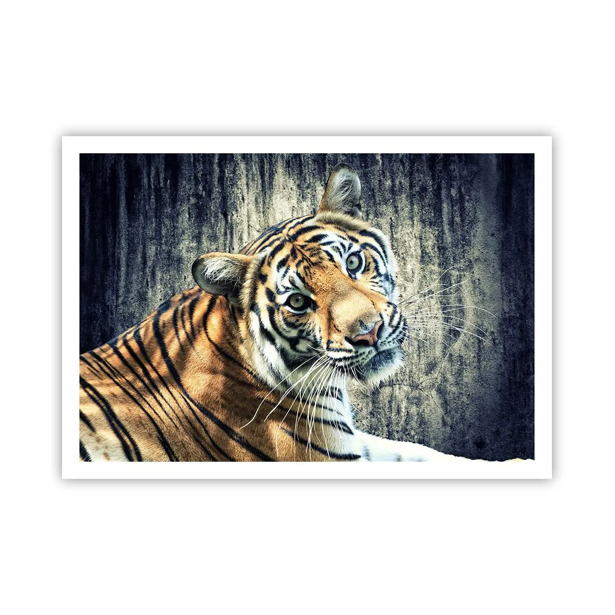 Poster - Ein Tiger liegt an einer rauen Wand - 100x70cm - Portrait in Lichtstrahlen - Moderne Wanddekoration für Wohnzimmer und Schlafzimmer ARTTOR