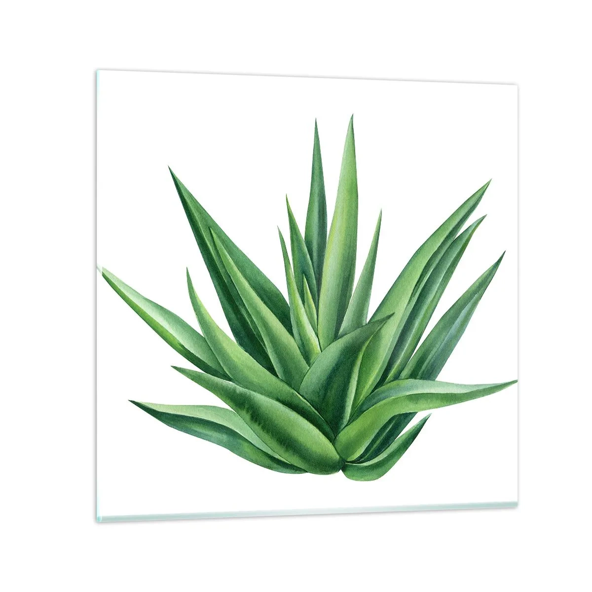 Glasbild - Bild auf glas - Grün – Kraft – Leben - 50x50 cm