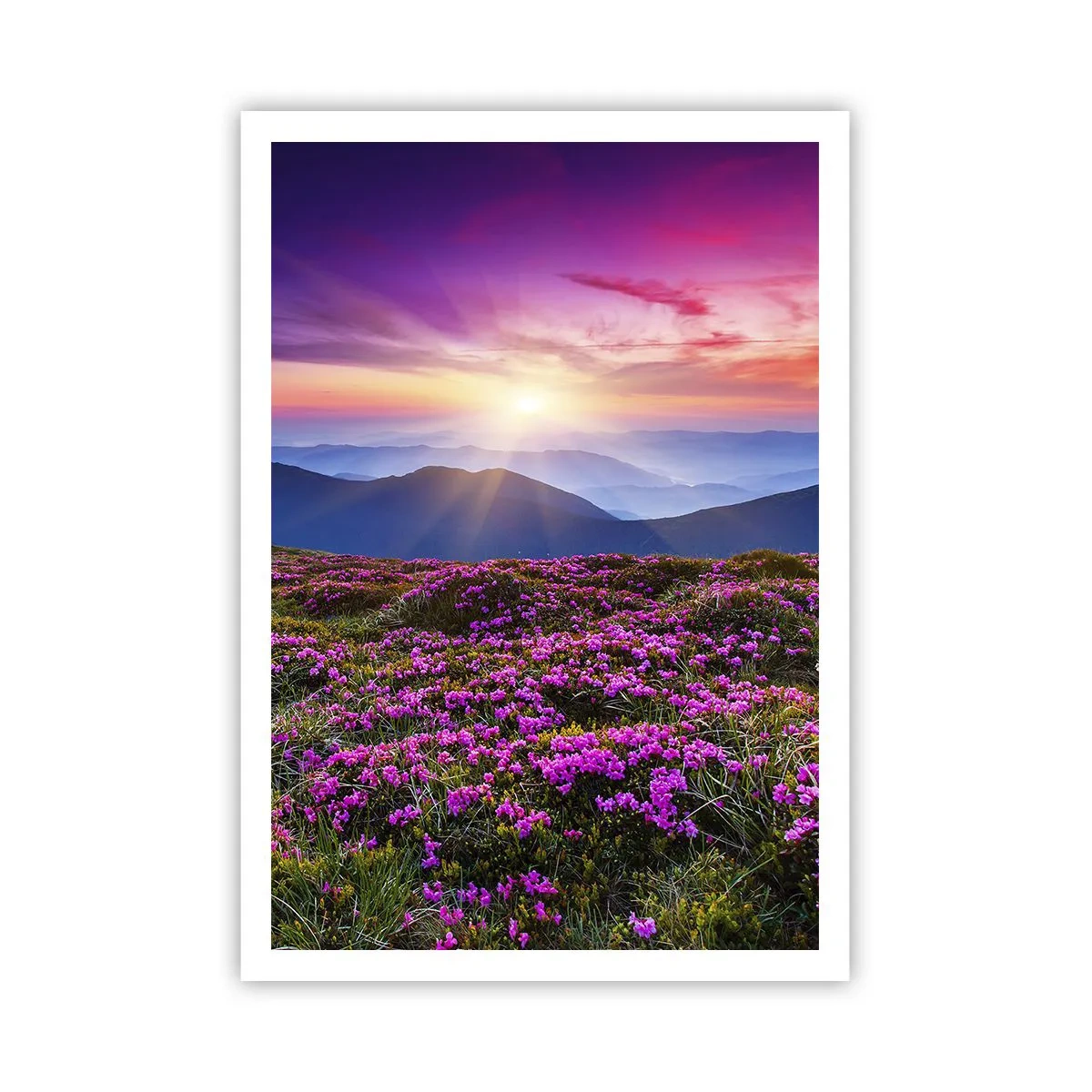 Poster - Kräuter dufteten nach frischen Trauben von den Feldern - 70x100 cm