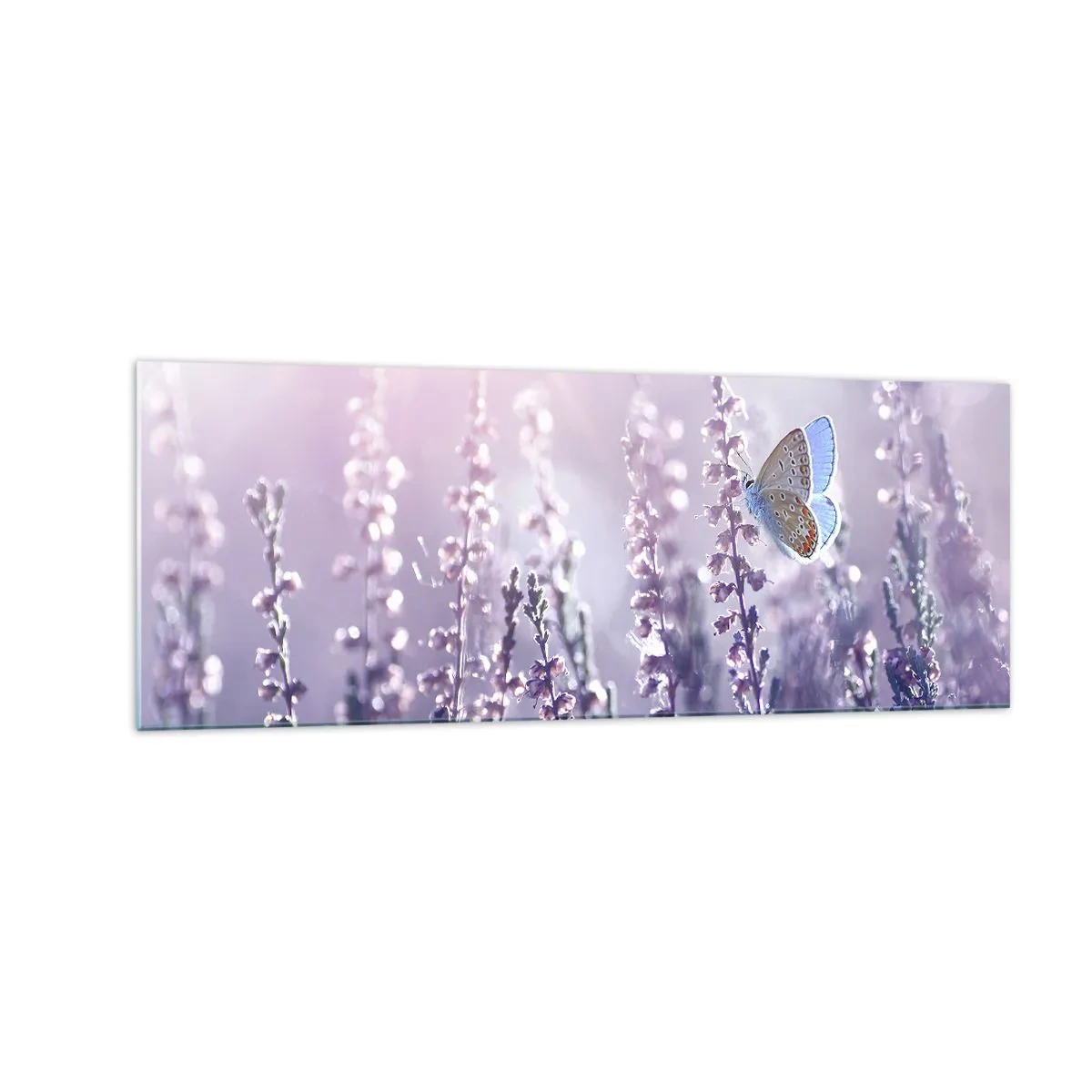 Glasbild - Bild auf glas - Ein Schmetterling auf blühendem Lavendel im Morgenlicht - 140x50cm - Schmetterlingskuss - Moderne Wanddekoration für Wohnzimmer und Schlafzimmer ARTTOR