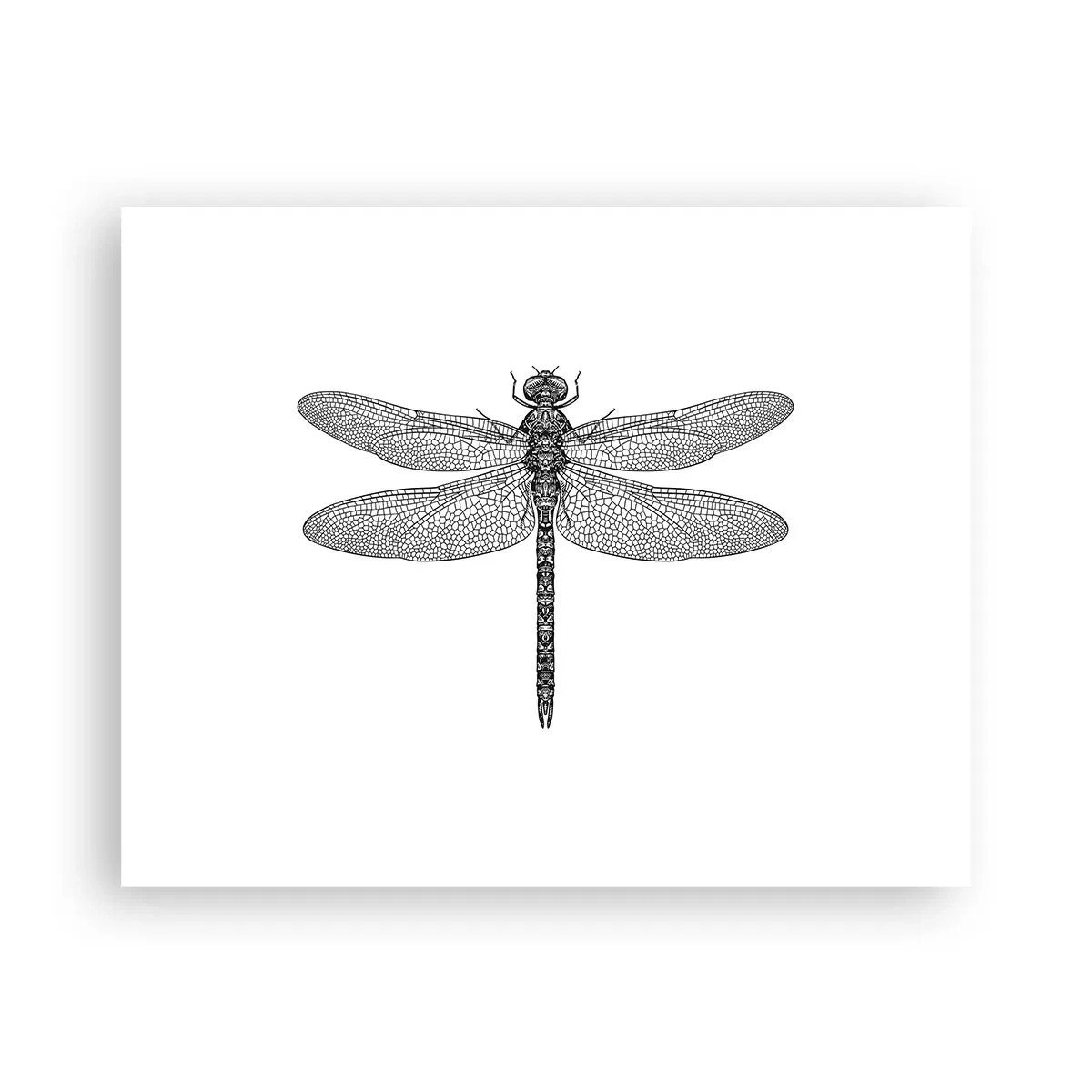 Poster - Präzision der Natur - 50x40 cm