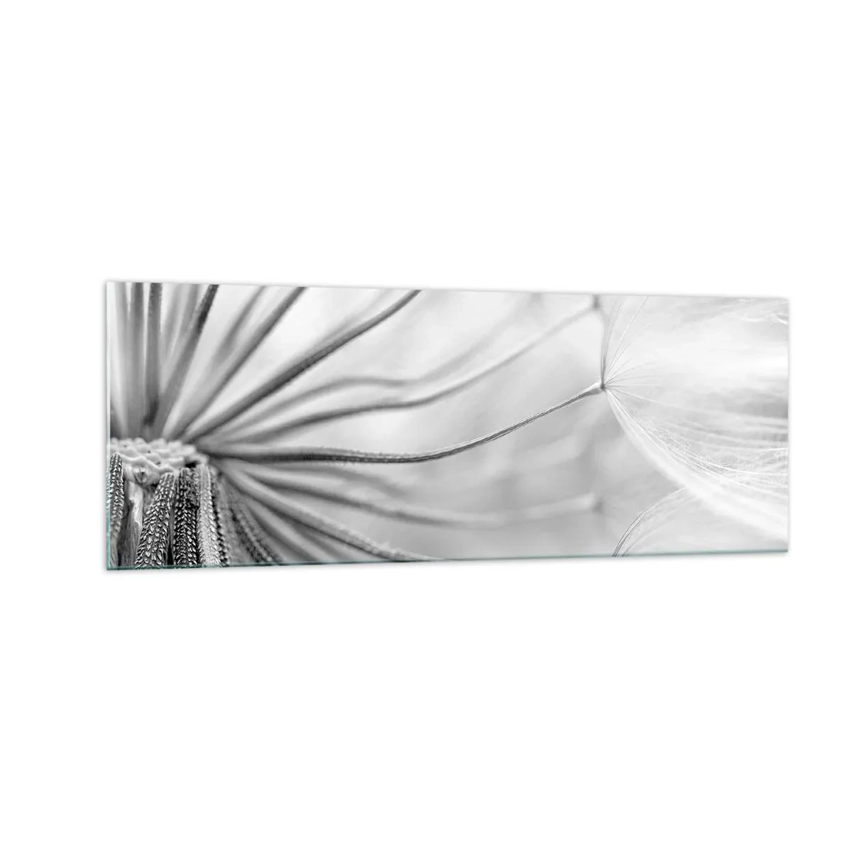Glasbild - Bild auf glas - Zarte Pusteblumen in Schwarz-Weiß-Tönen - 140x50cm - Löwenzahn, Drachen - Moderne Wanddekoration für Wohnzimmer und Schlafzimmer ARTTOR