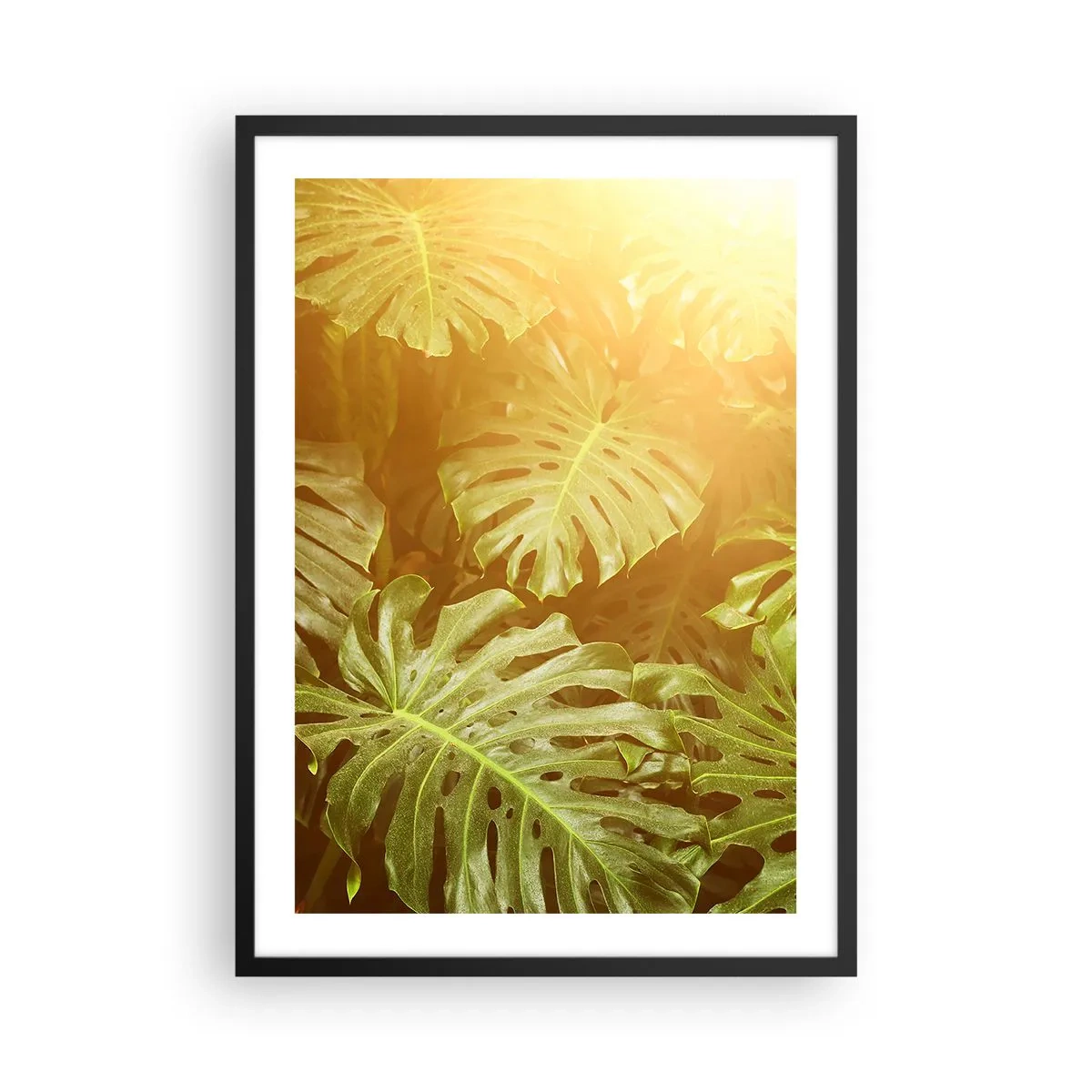 Poster in einem schwarzem Rahmen - Monstera-Blätter in den Sonnenstrahlen schaffen eine tropische Atmosphäre - 50x70cm - Ins Grüne tretren... - Moderne Wanddekoration für Wohnzimmer und Schlafzimmer ARTTOR