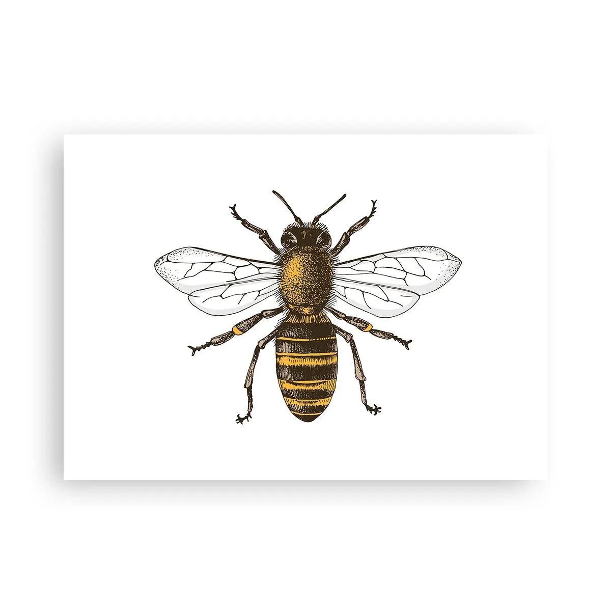 Poster - Schön und gut - 70x50 cm