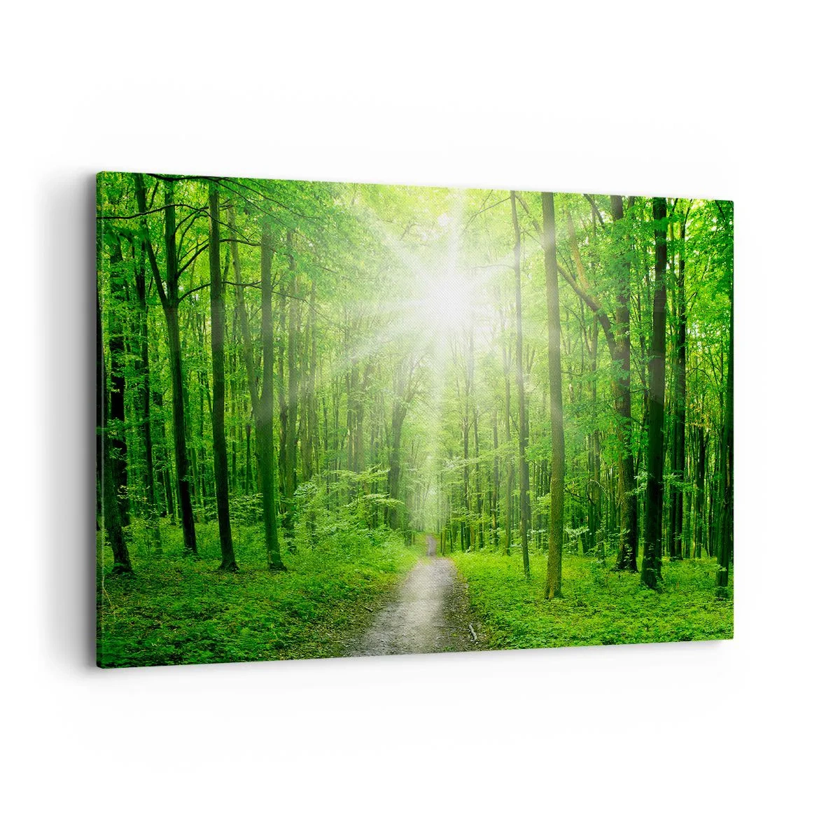 Bild auf Leinwand - Leinwandbild - Pfad im Wald mit Sonnenstrahlen - 100x70cm - Die grüne Kathedrale - Moderne Wanddekoration für Wohnzimmer und Schlafzimmer ARTTOR