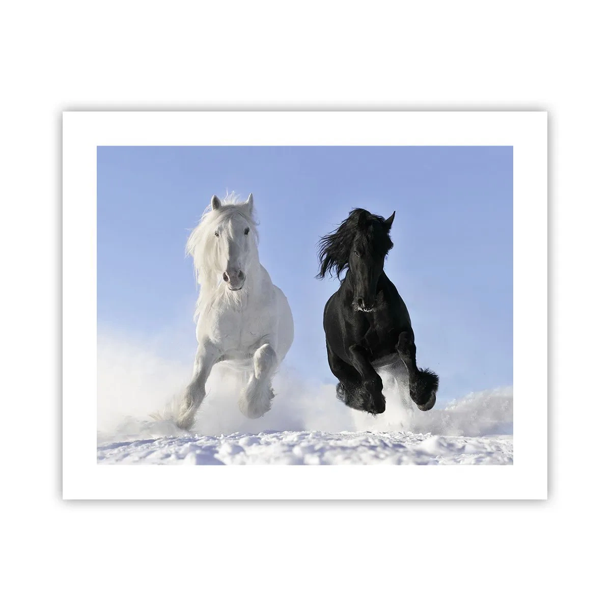 Poster - Schwarz-Weiß-Galopp - 50x40 cm