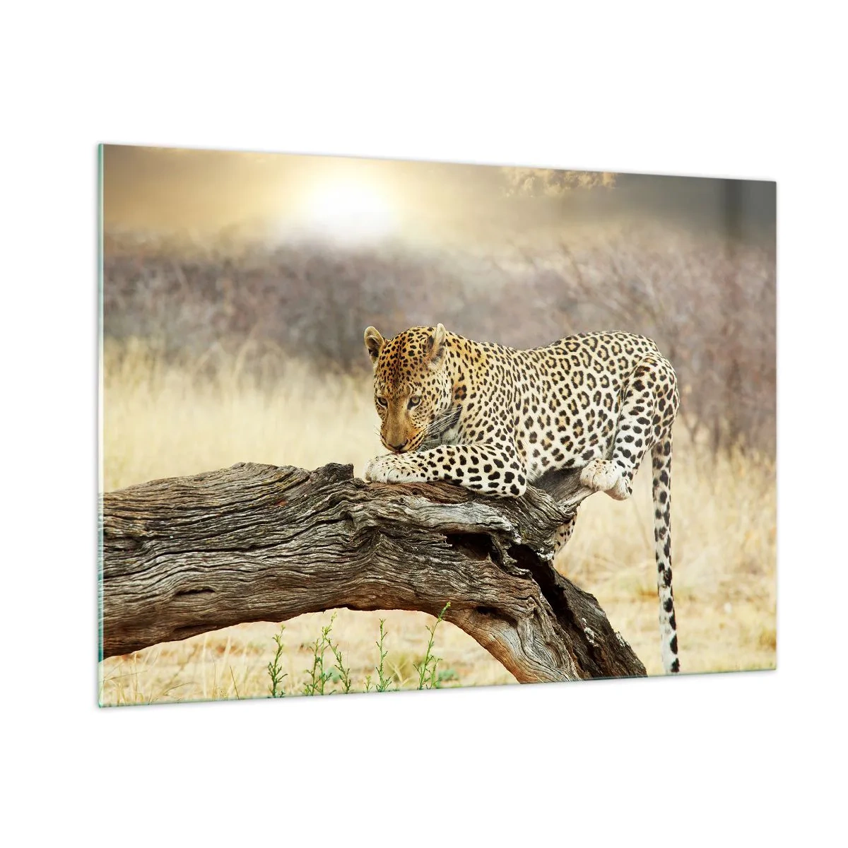 Glasbild - Bild auf glas - Ein Leopard ruht auf einem Holzast - 100x70cm - Ich gehe meine eigenen Wege - Moderne Wanddekoration für Wohnzimmer und Schlafzimmer ARTTOR