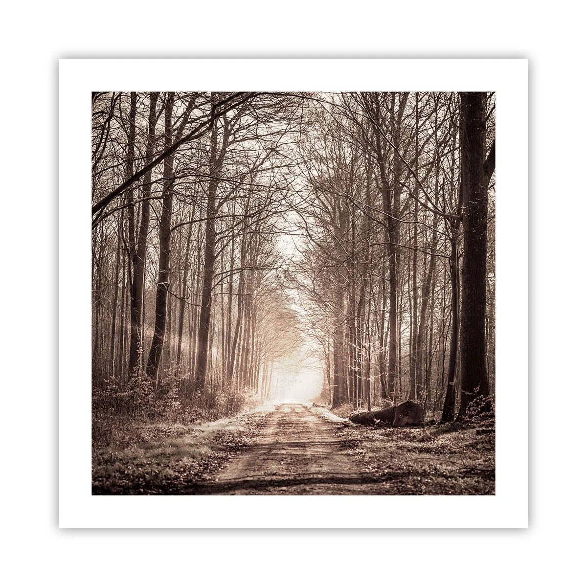 Poster - Waldkathedrale - 50x50 cm