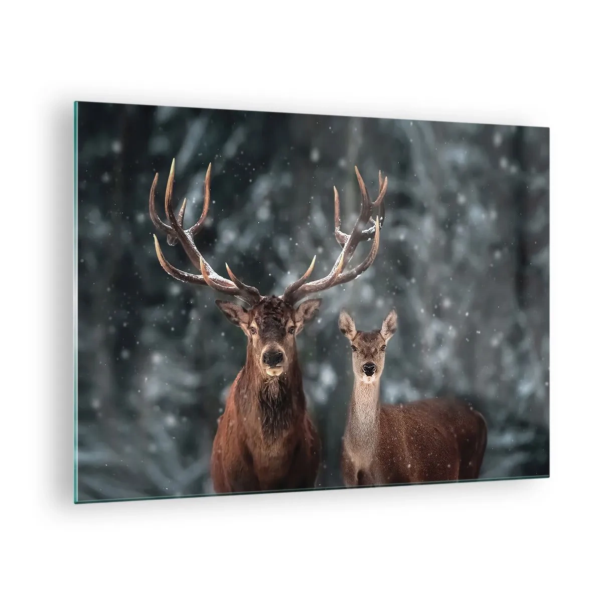 Glasbild - Bild auf glas - Ein Hirsch und eine Hirschkuh in einem schneebedeckten Winterwald - 70x50cm - Herr des Waldes mit seiner Frau - Moderne Wanddekoration für Wohnzimmer und Schlafzimmer ARTTOR