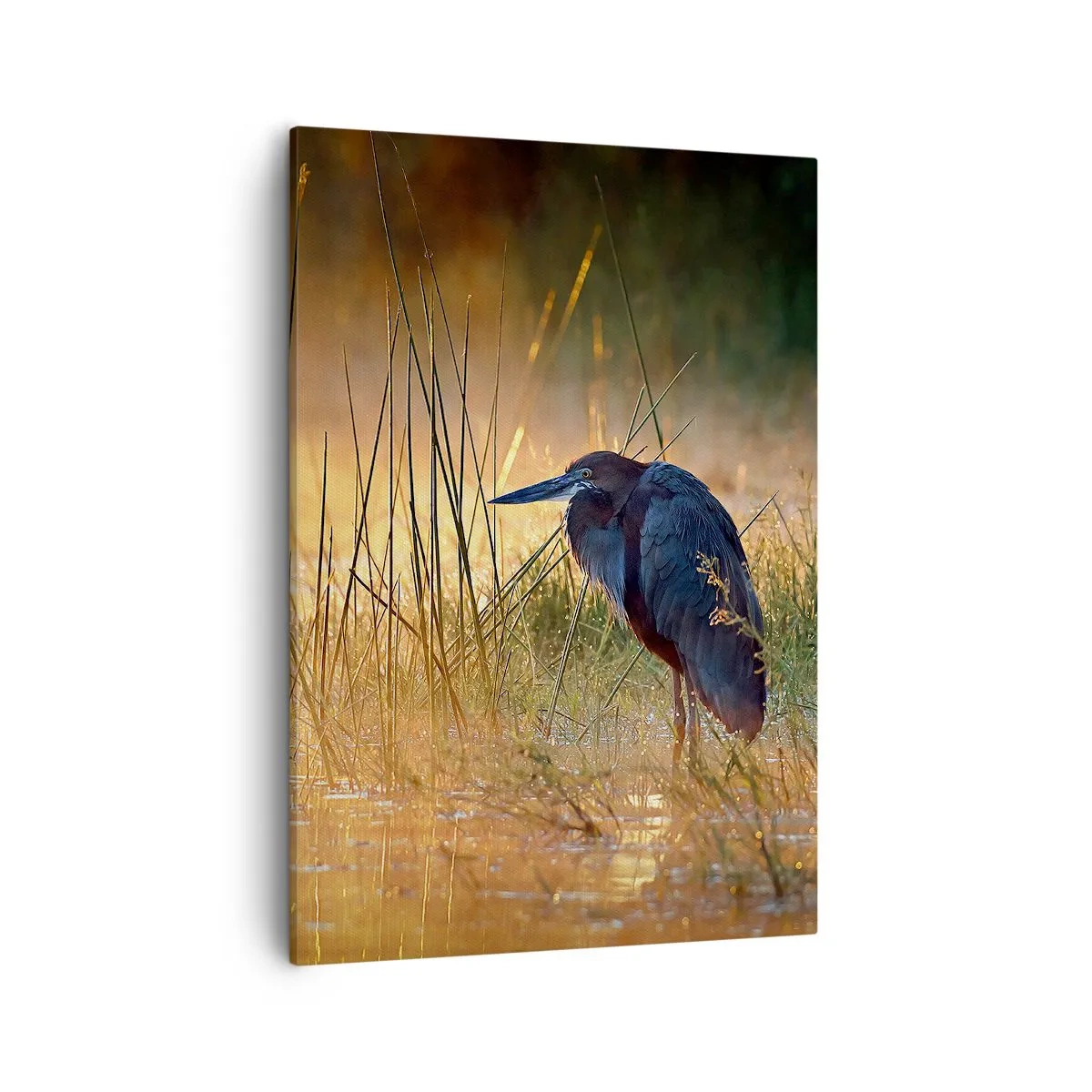 Bild auf Leinwand - Leinwandbild - Ein Reiher in den Feuchtgebieten bei Sonnenuntergang zwischen hohen Gräsern - 50x70cm - Komm, gib mir eine Pause mit diesen Fotos - Moderne Wanddekoration für Wohnzimmer und Schlafzimmer ARTTOR