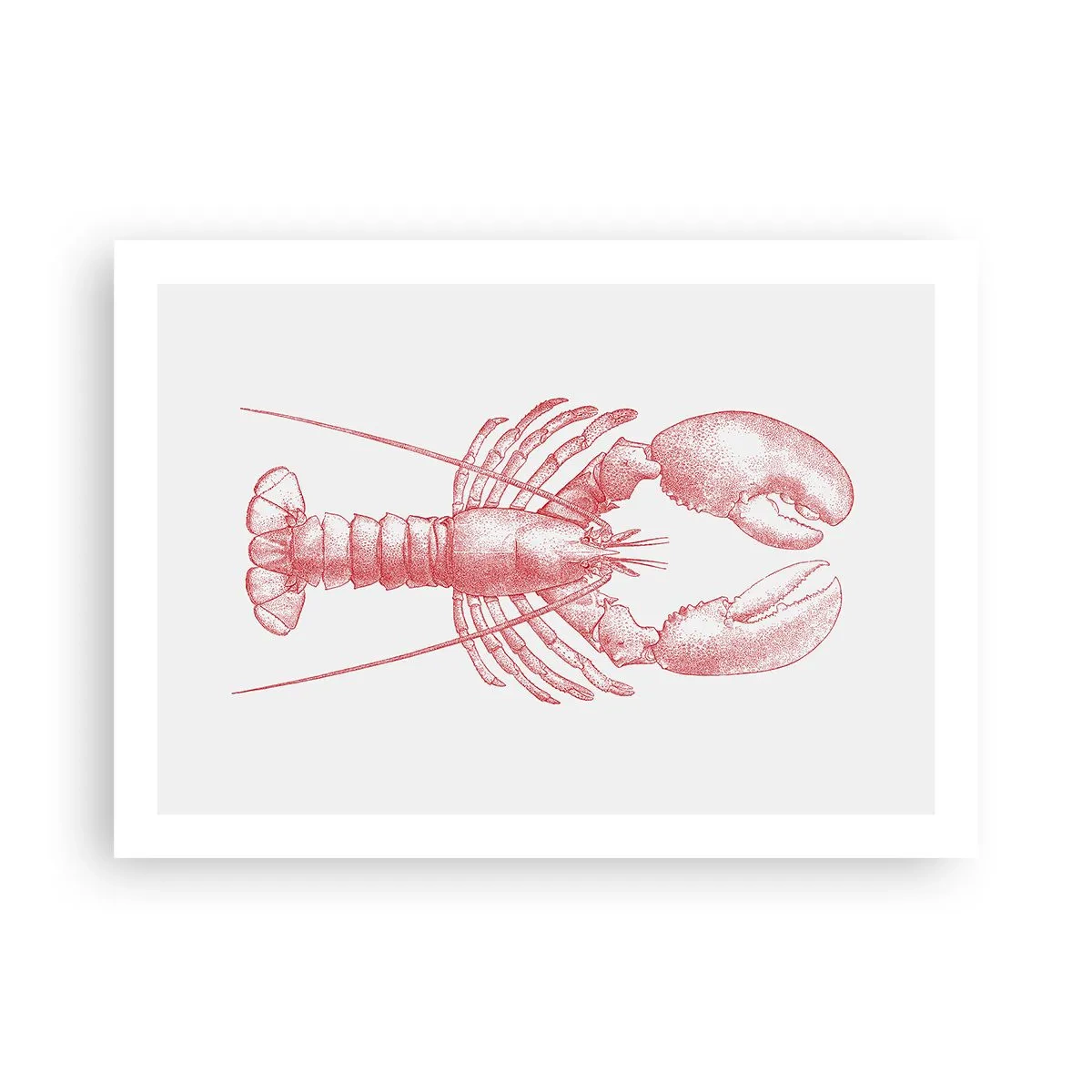 Poster - Hummer, der Homers würdig ist - 70x50 cm