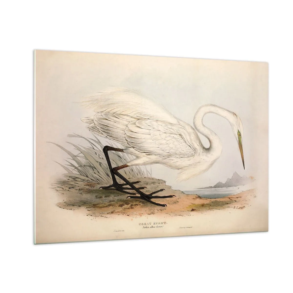 Glasbild - Bild auf glas - Vintage Illustration eines weißen Reihers am Wasserrand - 100x70cm - Dame auf den Binsen - Moderne Wanddekoration für Wohnzimmer und Schlafzimmer ARTTOR