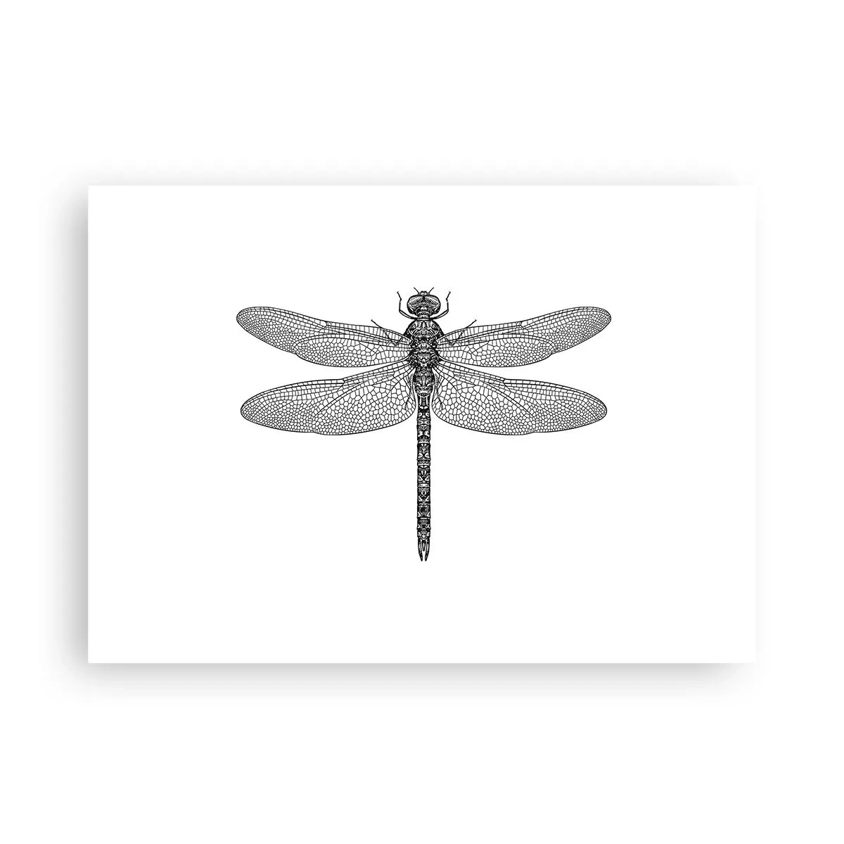 Poster - Präzision der Natur - 70x50 cm