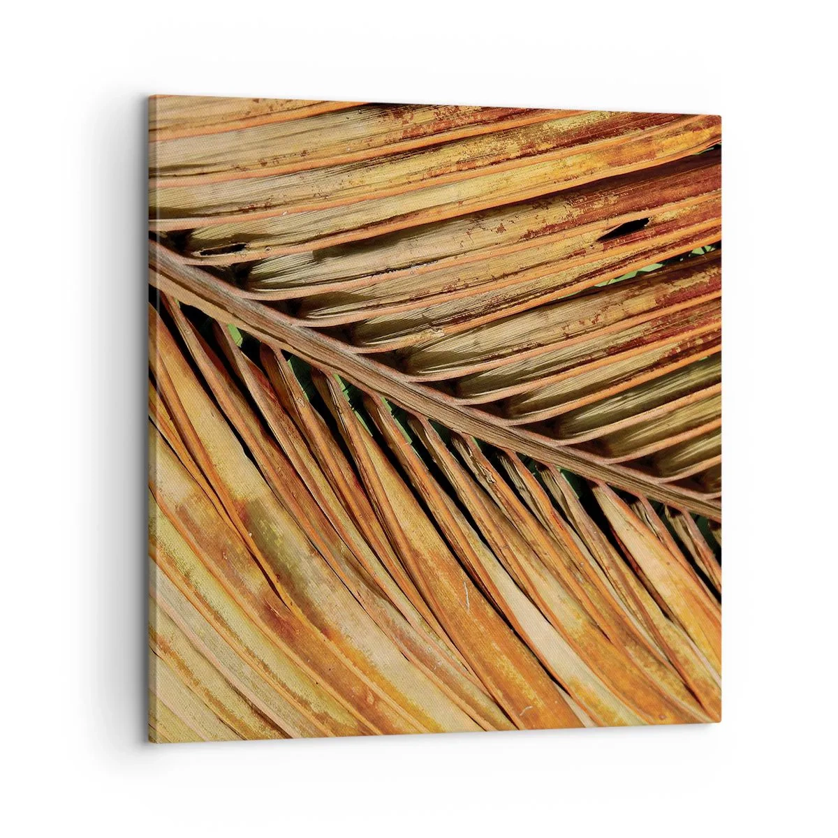 Bild auf Leinwand - Leinwandbild - Kokosnuss-Gold - 60x60 cm