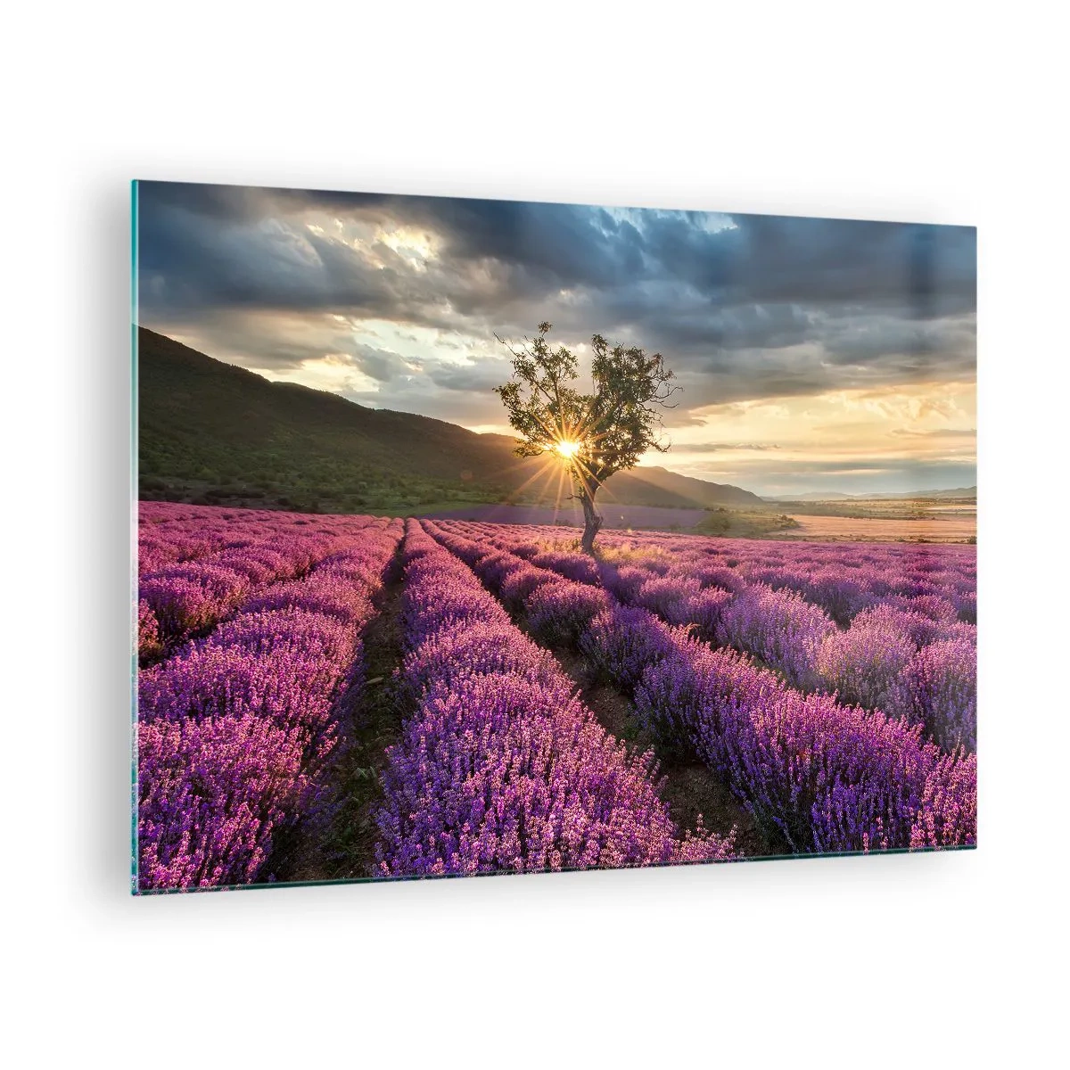Glasbild - Bild auf glas - Ein Lavendelfeld mit einem einsamen Baum in den Strahlen der untergehenden Sonne - 70x50cm - Fliederfarbenes Aroma - Moderne Wanddekoration für Wohnzimmer und Schlafzimmer ARTTOR