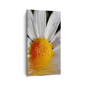 Bild auf Leinwand - Leinwandbild - Die aufgehende Sonne der Gänseblümchen - 45x80 cm