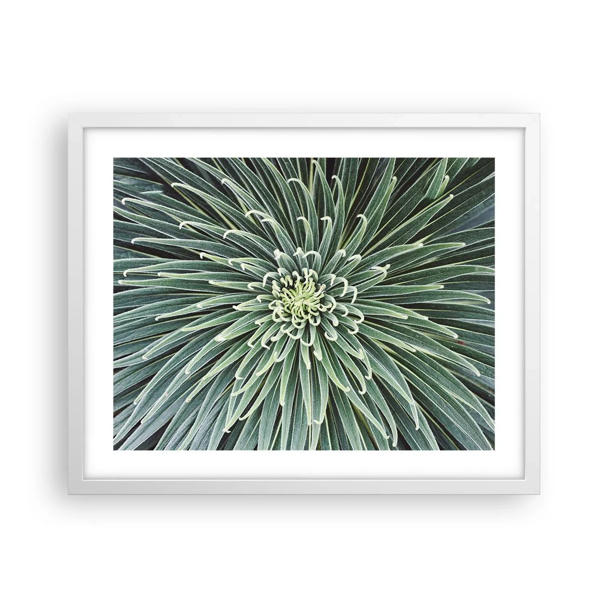 Poster in einem weißen Rahmen - Ein Star ist geboren - 50x40 cm