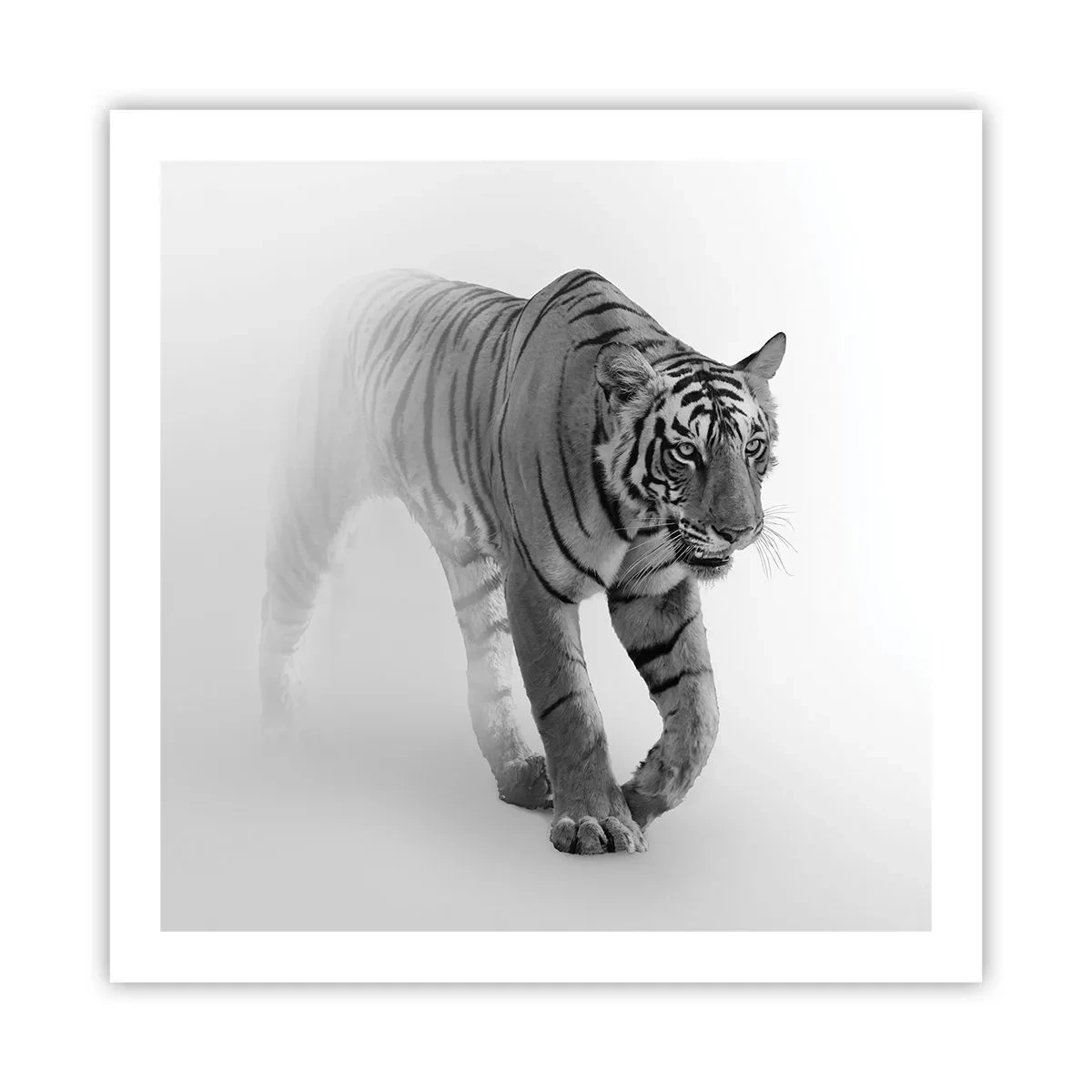 Poster - Im Nebel gelauert - 60x60 cm