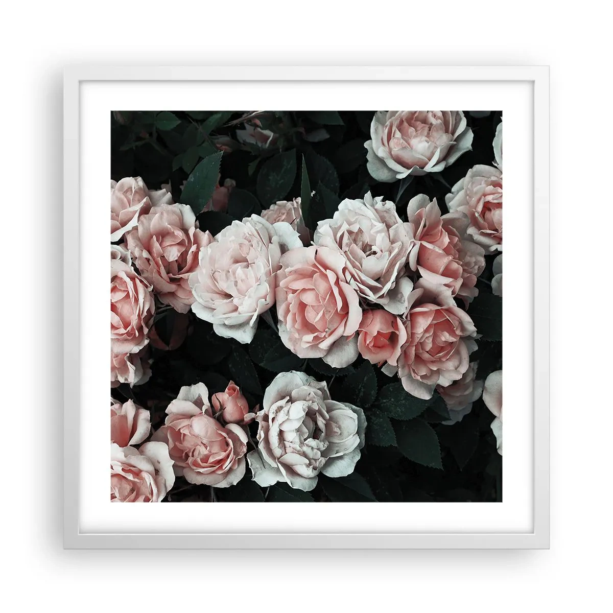 Poster in einem weißen Rahmen - Rosen-Ensemble - 50x50 cm