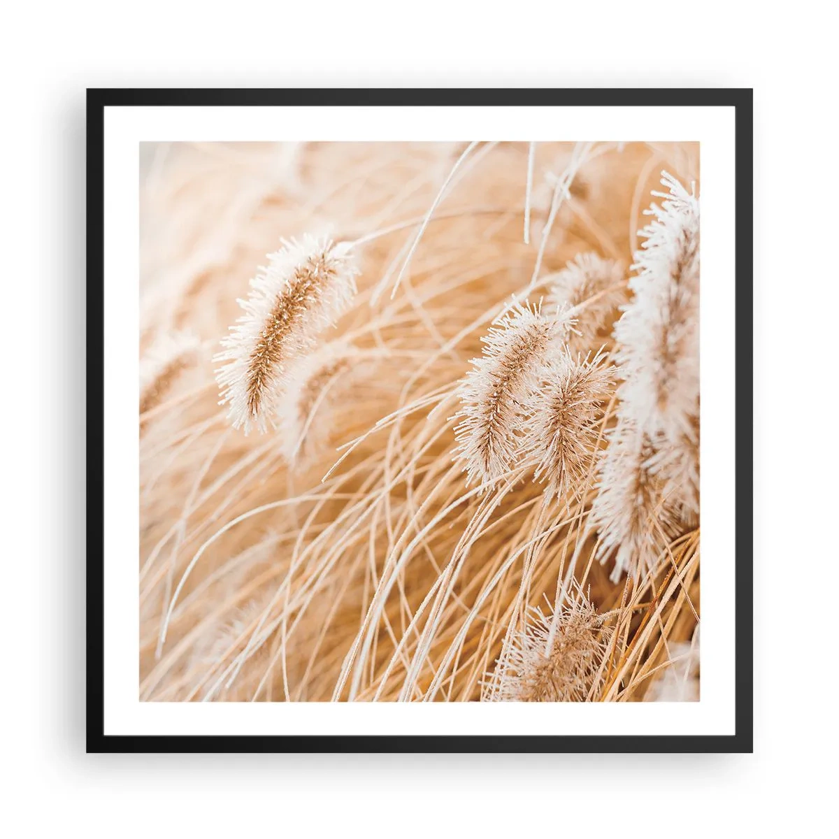 Poster in einem schwarzem Rahmen - Das goldene Rauschen des Grases - 60x60 cm