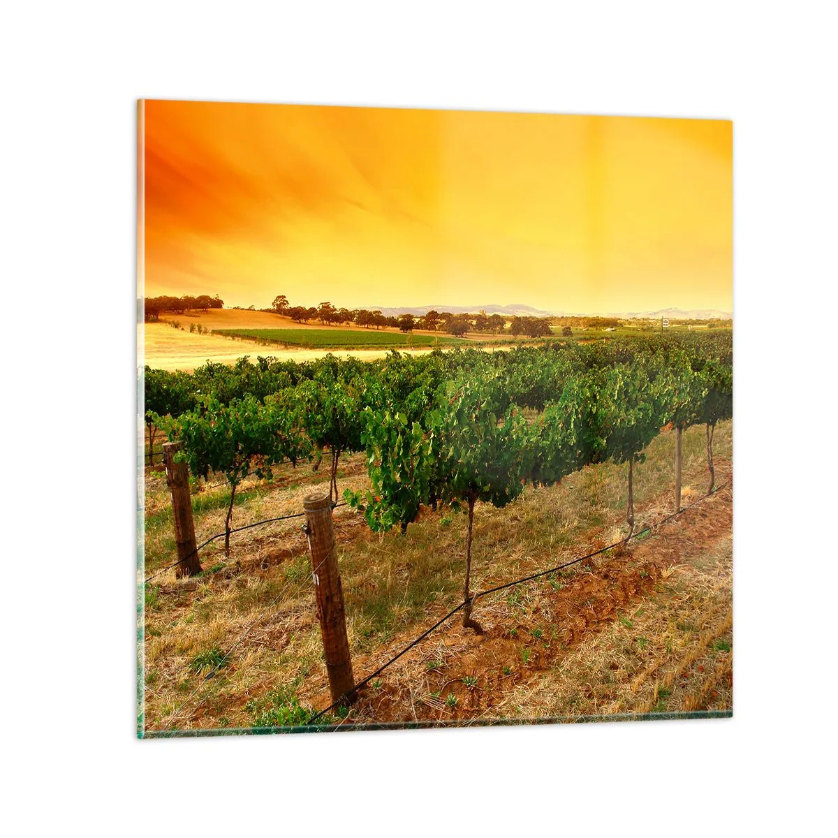 Glasbild - Bild auf glas - Holen Sie sich einen Drink von der Sonne - 60x60 cm