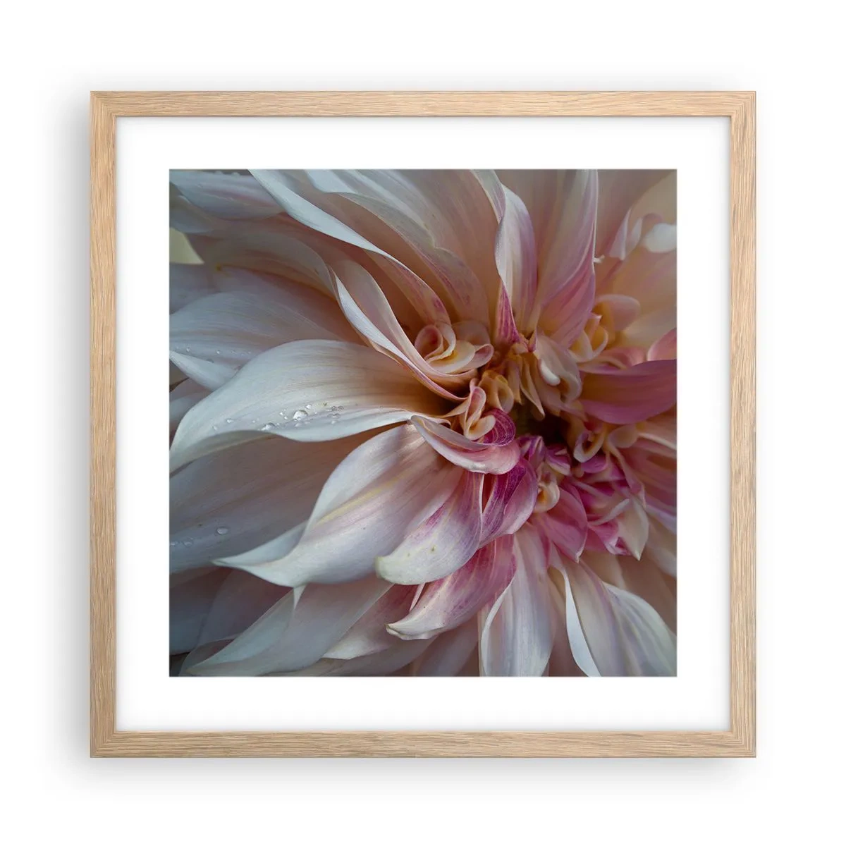 Poster in einem Rahmen aus heller Eiche - Blühende Frische - 40x40 cm
