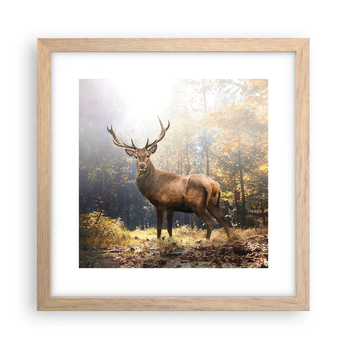 Poster in einem Rahmen aus heller Eiche - In voller Majestät - 30x30 cm