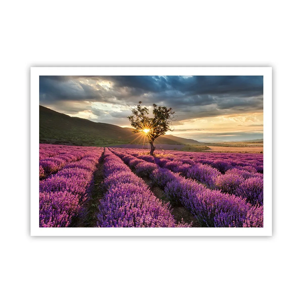 Poster - Ein Lavendelfeld mit einem einsamen Baum bei Sonnenuntergang - 100x70cm - Fliederfarbenes Aroma - Moderne Wanddekoration für Wohnzimmer und Schlafzimmer ARTTOR