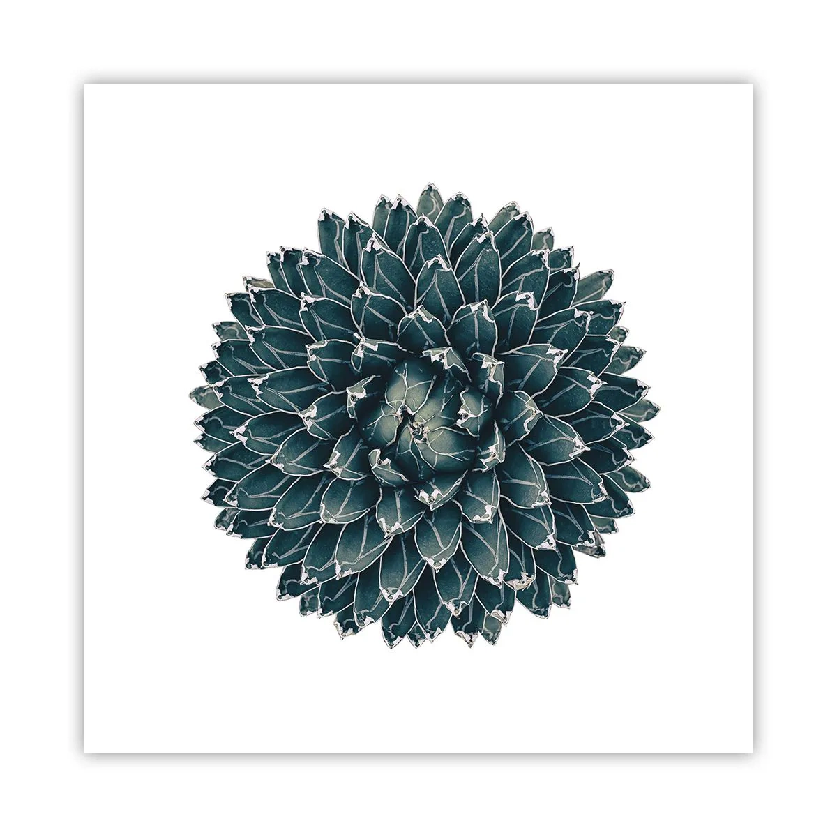 Poster - Stern der Wüste - 50x50 cm
