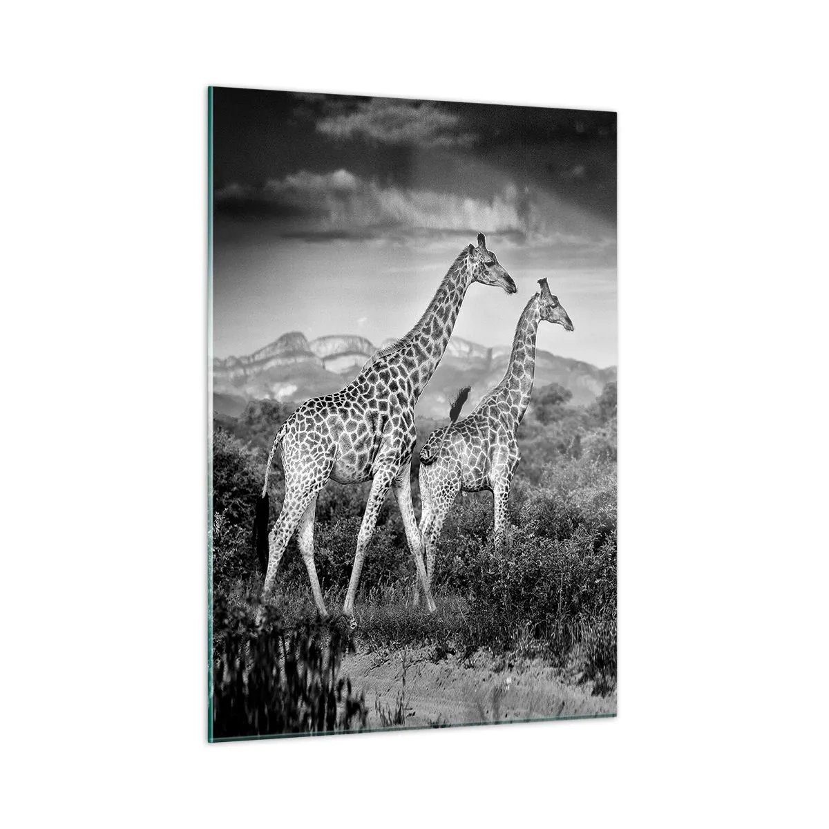 Glasbild - Bild auf glas - Ein Schwarzweißfoto von zwei Giraffen in der Savanne. - 50x70cm - Hohe Sphären in Afrika - Moderne Wanddekoration für Wohnzimmer und Schlafzimmer ARTTOR