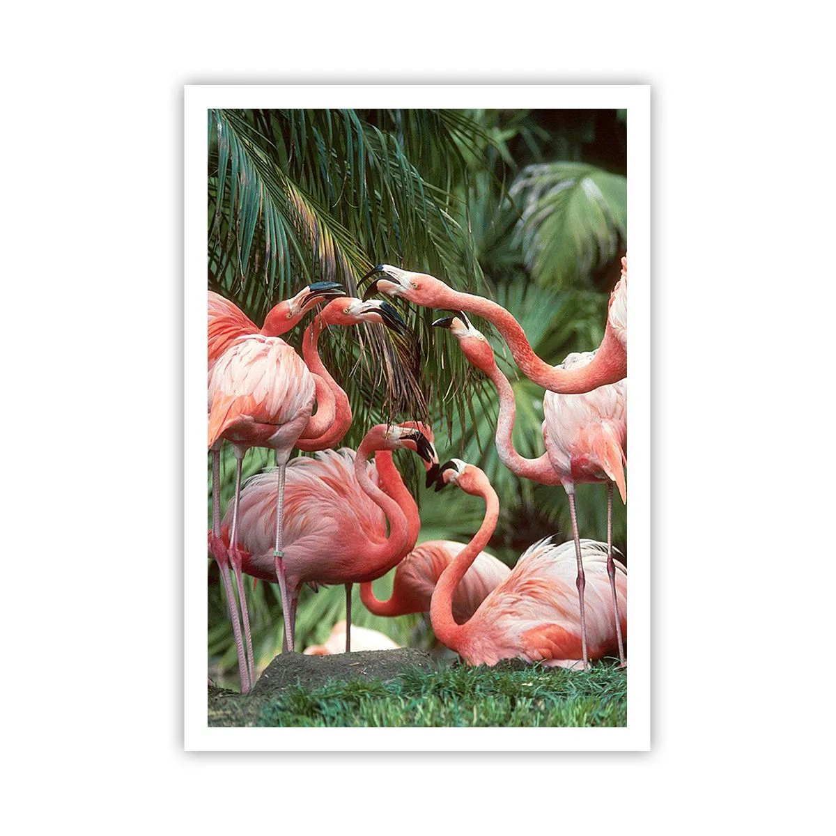 Poster - Nachmittagsklatsch - 70x100 cm