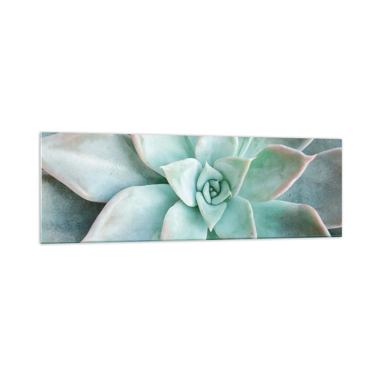 Glasbild - Bild auf glas - Nahaufnahme einer grünen Sukkulente - 160x50cm - Das Herz der Wüste - Moderne Wanddekoration für Wohnzimmer und Schlafzimmer ARTTOR