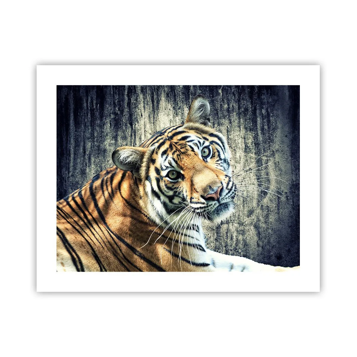 Poster - Portrait in Lichtstrahlen - 50x40 cm