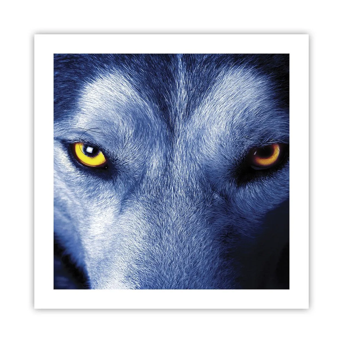 Poster - Faszinierender Blick - 50x50 cm